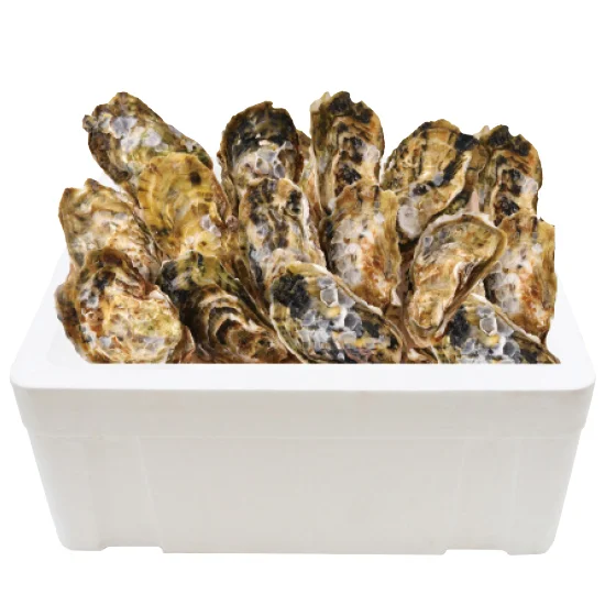 かなわ 生食用殻付かき20個入の画像2