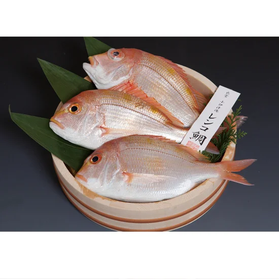 【ご自宅専用】小伊津海旬房 天然釣り連子鯛（処理済）