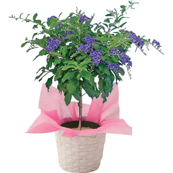 デュランタ鉢植え宝塚