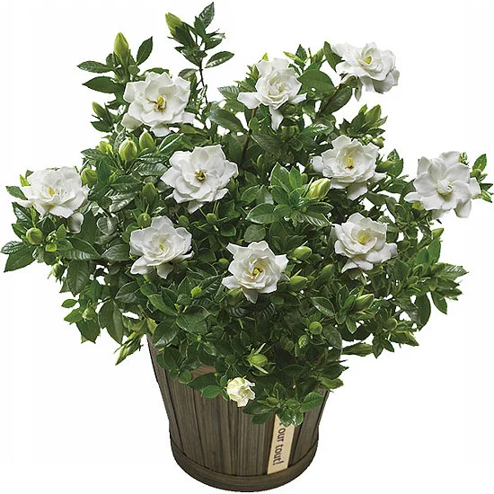 【母の日限定】ガーデニア鉢植え