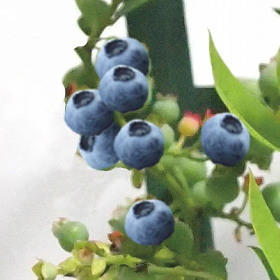 【母の日限定】ブルーベリー鉢植え トレリス仕立の画像1