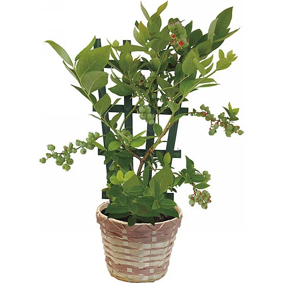【母の日限定】ブルーベリー鉢植え トレリス仕立