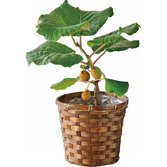 【父の日限定】キウイ鉢植え
