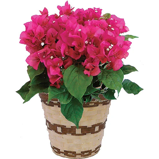 ブーゲンビリア鉢植え 3980円 | 大進オンラインショップ