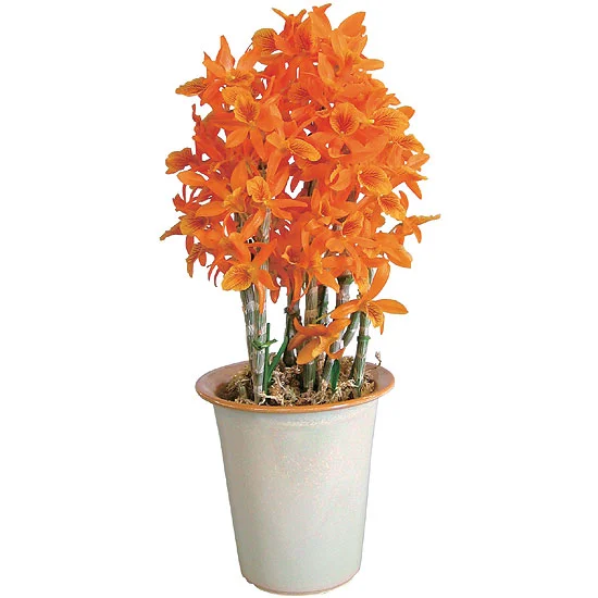 デンドロビウム鉢植え　オレンジファイヤーバード