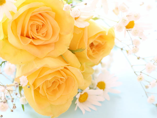 父の日の黄色いバラ